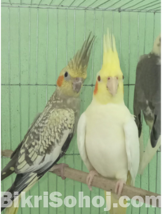 cockatiel